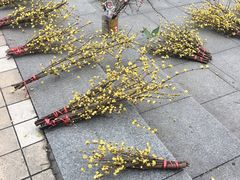 -南山植物园