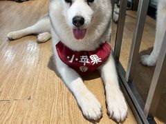 -Husky Go! 哈士奇体验馆·宠物咖啡厅狗咖