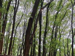 -铁山坪森林公园