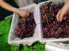 -百果园PAGODA(应元路店)