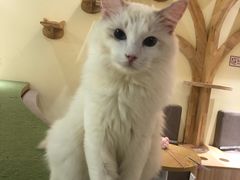-猫和宫(六道口店)