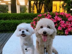 -comecome来吧宠物(奥克斯中心店)