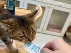 -楼上猫咖(罗湖店)