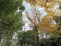 -秋霞圃