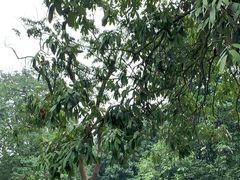 -张坝桂圆林公园
