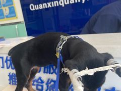 -全心全意连锁动物医院(石景山店)