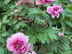 -国家植物园南园