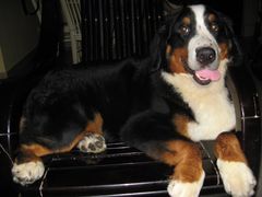 -宠物星动物医院·眼科·异宠·猫科(江南大道总院)