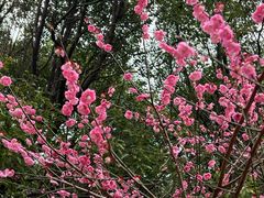 -上海吴淞炮台湾国家湿地公园