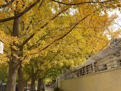 -三里屯东五街银杏大道