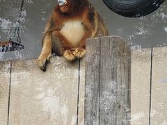 -合肥野生动物园