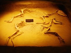 -洛阳周王城天子驾六博物馆