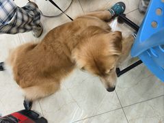 -瑞派申生动物医院·24H夜诊·国际动物医疗中心·骨外科(吴中路店)