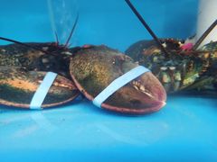 -京秀缘蒸汽海鲜农家菜大馅蒸饺