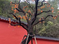 -大慈岩风景区