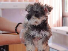 -翊宠yipet猫狗购宠庄园