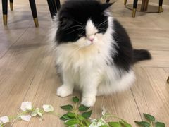 -安格丽娜·狗咖·猫咖羊驼咖(春熙路百盛商场店)