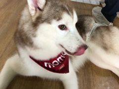 -Husky Go! 哈士奇体验馆·宠物咖啡厅狗咖