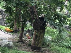 -都江堰中华大熊猫苑