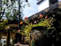 -时光乌托邦空中花园餐厅川味·融合菜(幸福广场店)