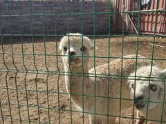 -清风小镇闯关东影视基地