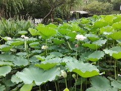 -陈家山荷花公园