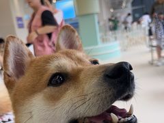 -怪兽屋·羊驼·猫咖·狗咖(俊华广场店)