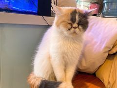 -平行世界·猫咖(首经贸店)