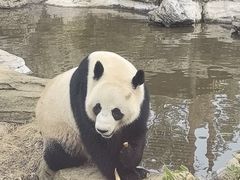 -武汉动物园