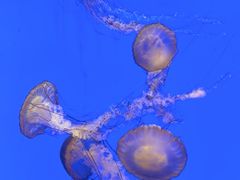 -上海海洋水族馆