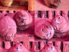 -杭州野生动物世界