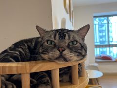 -有喵·猫咖·狗咖·30几只猫10只小狗(岗厦店)