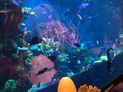 -迪拜帆船酒店海底餐厅