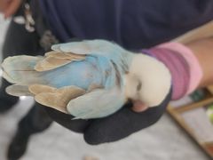 -芭比堂动物医院·24小时·眼科中心(深圳中心)