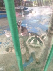 -萌宠亲子动物乐园(槐房万达店)