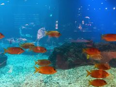 -海棠湾洲际-涛·海底餐厅·美人鱼·自助餐·海底隧道