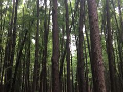 -共青国家森林公园-售票处