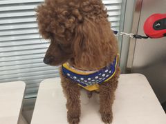 -爱侣宠医·鹦鹉专科·小型哺乳类·异宠专科(灵石路店)