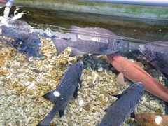 -海九澎湖海鲜餐厅