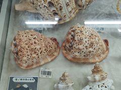 -青岛贝壳博物馆