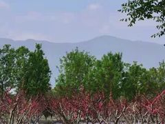 -苏家坨柳林村二月兰花海