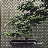 福州酒店中餐厅的天花板？