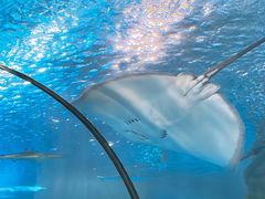 -太平洋海底世界