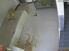 -波姐宠物家庭寄养