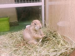 -藦茜花园宠物主题亲子互动体验馆(国顺东路店)