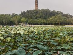 -顺峰山公园