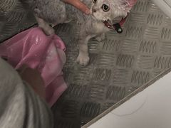 -帕帕拉兹宠物(亚洲旗舰店)