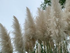 -白鹭湾湿地公园