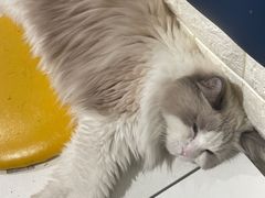 -平行世界·猫咖(首经贸店)