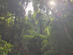 -西双版纳原始森林公园